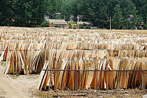 山东迅腾木业板皮加工厂-中国木业网