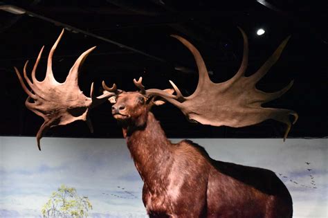 Why the Irish Elk Had Antlers Over 12 Feet Wide - Animals Around The Globe