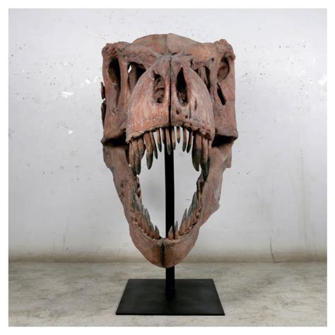 Tyrannosaurus Skull Front