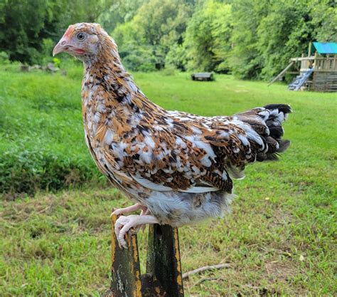 Swedish Flower Hen Hatching Eggs