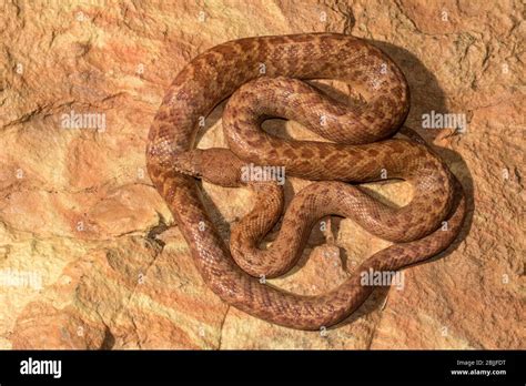 Image result for Pygmy Python