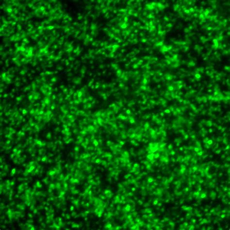 Human Parainfluenza Virus Type 3 with Green Fluorescent Protein (PIV3-GFP) - ViraTree