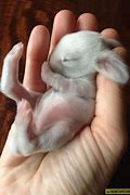 Image result for Wild Rabbits and Their Babies