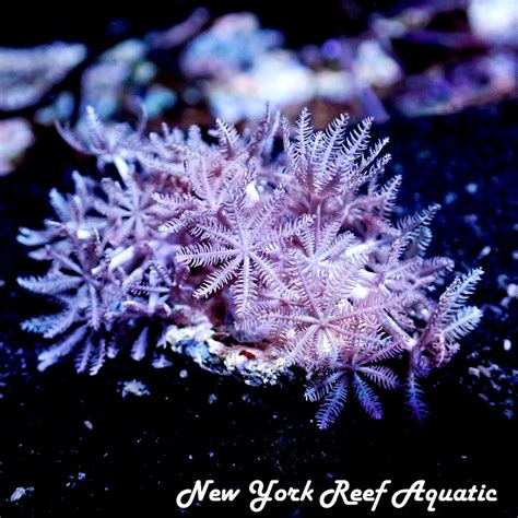 Pulsing Xenia Frag - LIVE CORAL, Saltwater, Reef - New York Reef Aquatic | eBay