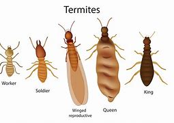 termites 的图像结果