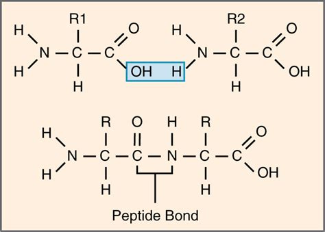 Understanding the Peptide Bond: A Key Component of Protein Structure ...