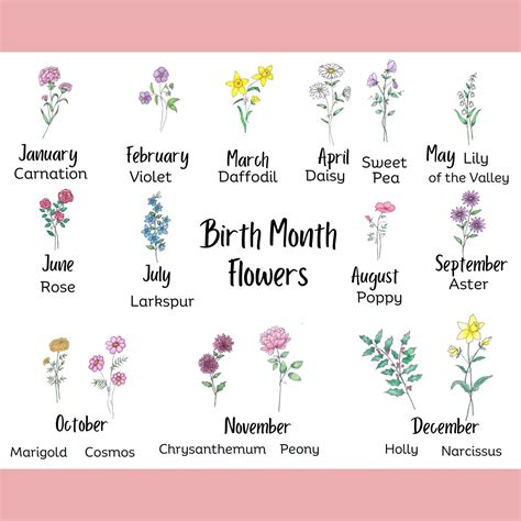September Birth Flower, Aster, Birth Month Flowers, Birth Flower ...