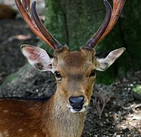 Image result for 牡鹿