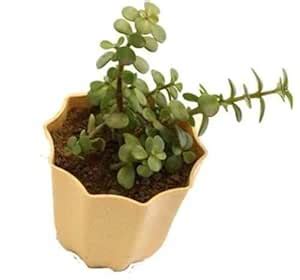 Punarva Jade Plant Plant with pot -144 : Amazon.in: Garden & Outdoors