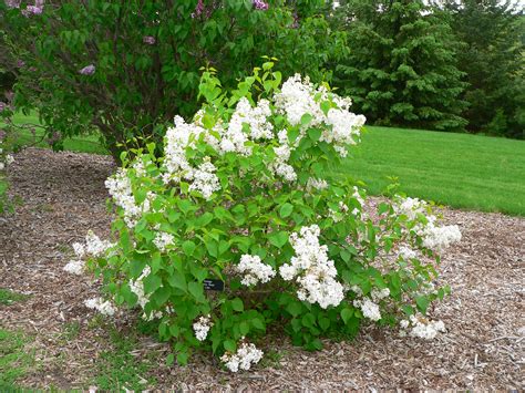 Lilac Persian Plant