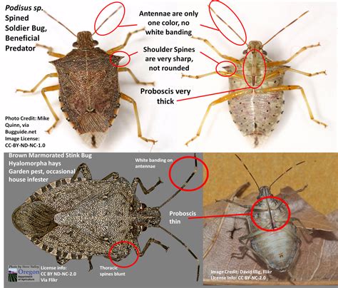 Do Stink Bugs Fly Or Jump at Lindy Rossi blog