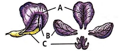 Select the correct option for A, B and C in the given diagram of ...