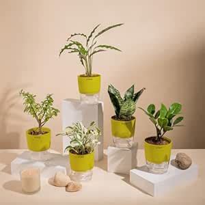 KYARI Money N'Joy-Gr Snake-Zamia Green-C Rufibarba-Jade Combo of 5 ...