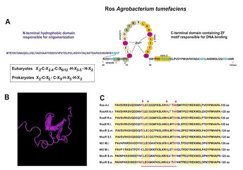 The Ros/MucR Zinc-Finger Protein Family in Bacteria: Structure and ...
