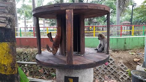 Lombok Island, July 2, 2023. a monkey tied to a chain in a city park in ...