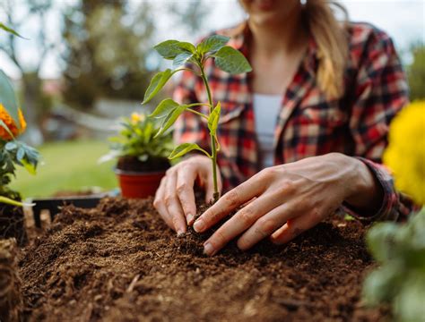 Essential Tips for Growing Vegetables in Your Hardiness Zone