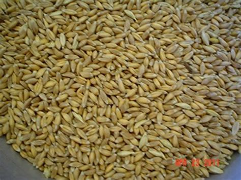SriSatymev Barley, Jau, Yav, Yava Seeds (900g) : Amazon.in: Grocery ...