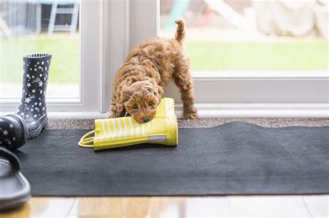 How To Puppy Proof Your House - Whole Dog Journal