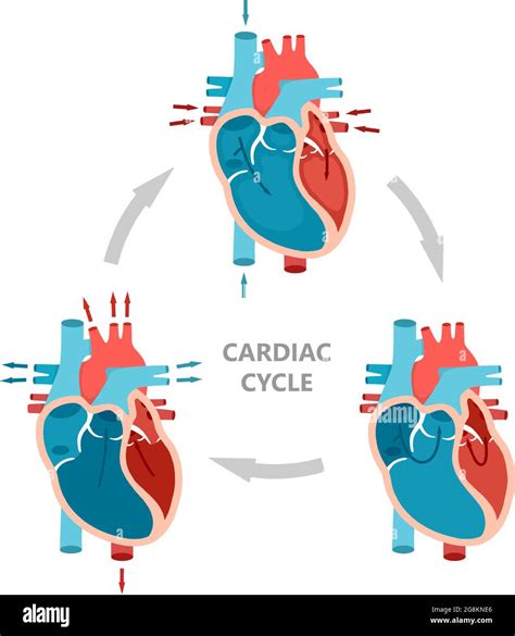 Phases of the cardiac cycle - diastole, atrial systole and atrial diastole. Heart anatomy ...