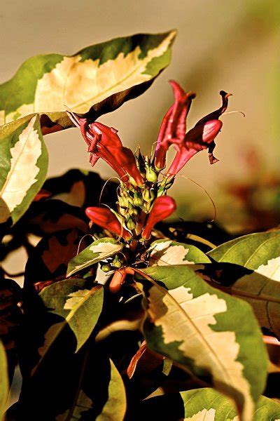 Vital impulses : spiritual meaning of flower by The Mother