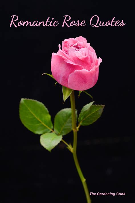 Romantic Quotes About Roses