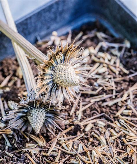How to harvest coneflower seeds: a simple guide | Homes and Gardens