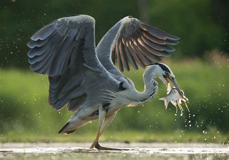 What's the Difference Between a Heron and a Crane?