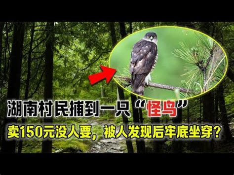 湖南村民捕到一只怪鸟，卖150元没人要，被人发现后牢底坐穿 - YouTube