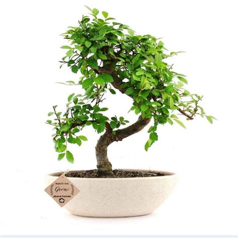 Top 10+ Best Bonsai Trees For Indoors That Requires No Maintenance ...
