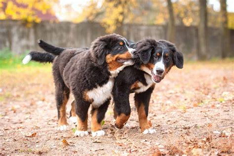 How Much Does a Bernese Mountain Dog Cost? (2026 Updated)