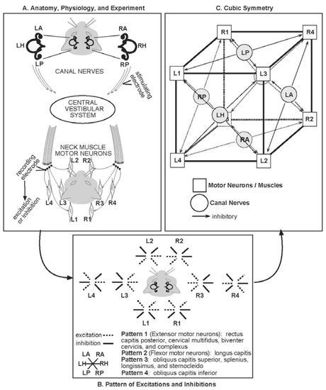 Symmetries of the Central Vestibular System: Forming Movements for ...