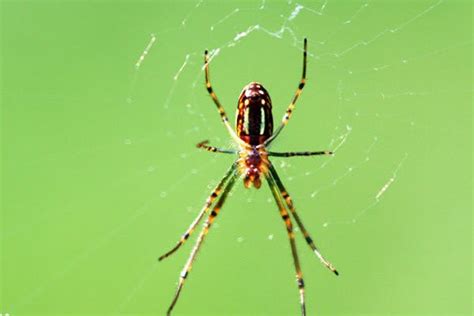 驱逐蜘蛛最有效的方法 蜘蛛怕什么气味和东西 - 达人家族
