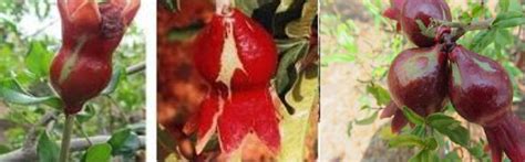 Thrips Damage symptoms