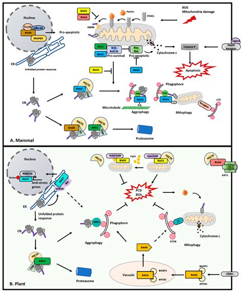 Plant Mitophagy in Comparison to Mammals: What Is Still Missing?