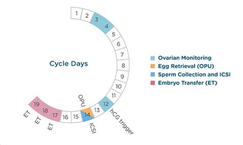 Step-by-Step through an IVF cycle - Mslive - Business Listing
