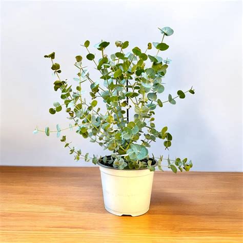 Buy Silver Dollar Tree - Eucalyptus Cinerea online at best price