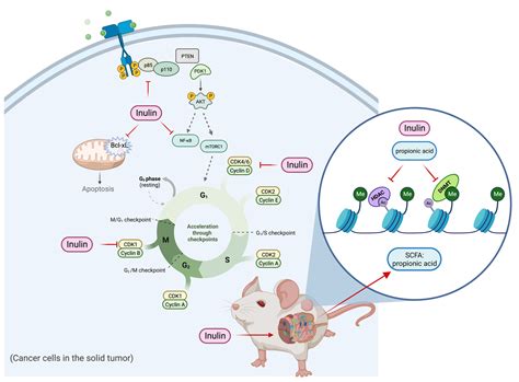 Dietary Supplementation of Inulin Contributes to the Prevention of ...