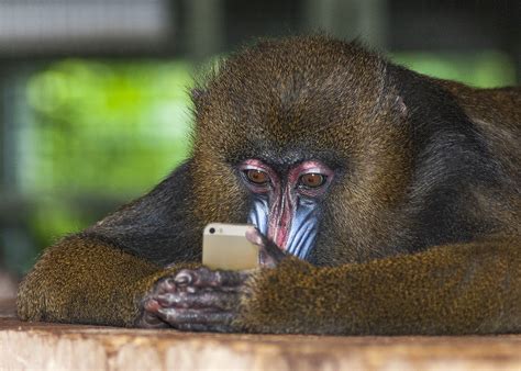 Monkey on the Phone / Singe au téléphone, by the artist Paul Matte | Gallea