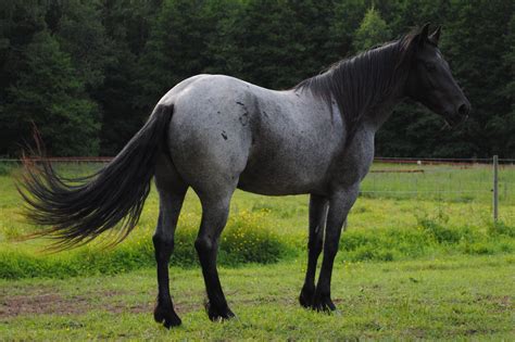 What Color Is Roan In A Horse at Bonnie Propst blog
