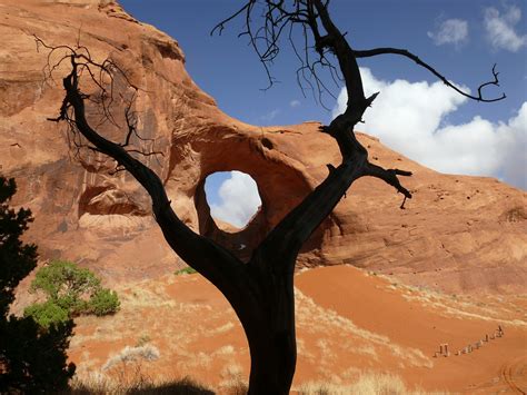 What Does It Mean to Be Alive in the Human Epoch? - The Wire