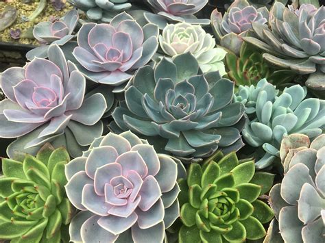 Growing and Propagating Succulents — Farmette Flowers
