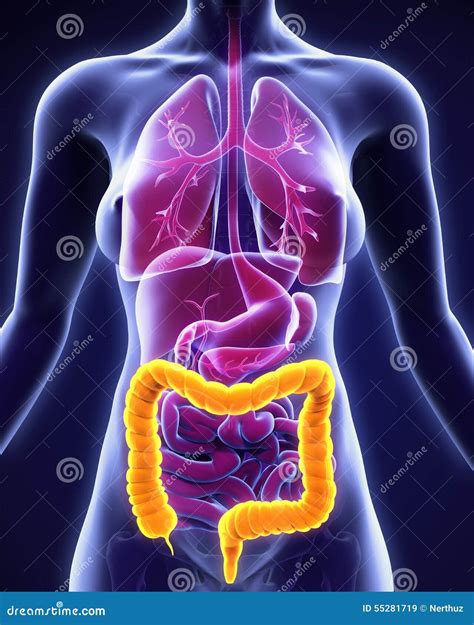 Human Colon Anatomy stock illustration. Illustration of appendix - 55281719