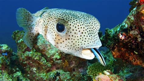 Sea Fish 的图像结果