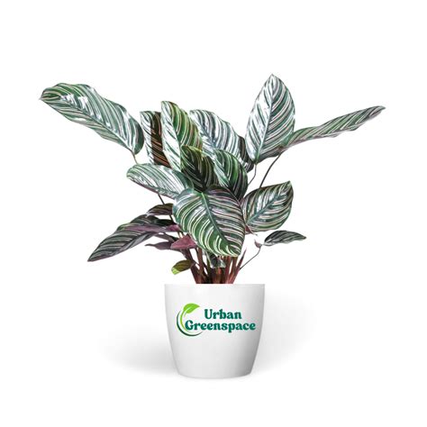 Calathea Sanderiana