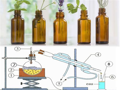 Image result for Essential Oil Process
