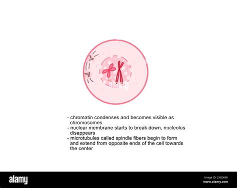 Prophase, illustration. Prophase is the first phase of mitosis, the process that separates the ...