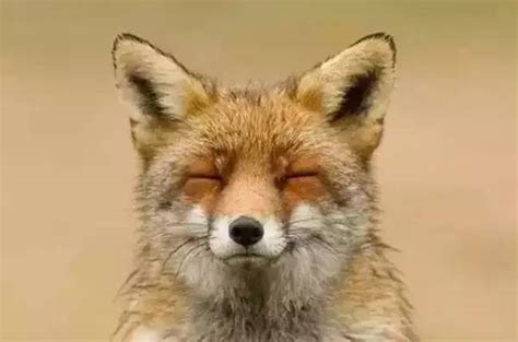 狐狸是什么时候开始称大仙的？