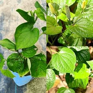 Chui Jhal Piper Chaba Live Plant, Small Tree, Growing Guide Included ...