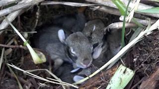 Image result for Found Baby Rabbit