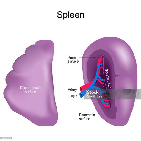 Spleen Realistic Vector Illustration Isolated On White Background Stock Illustration - Download ...